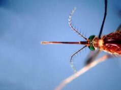La prossima pandemia la porteranno le zanzare? Cosa dice il biologo