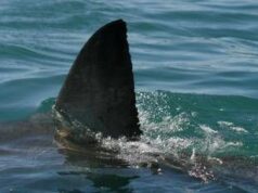 Australia, squalo attacca e uccide nuotatore a Perth