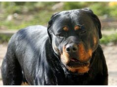 Pitbull scavalca recinto e azzanna due donne, momenti di terrore a Montesilvano