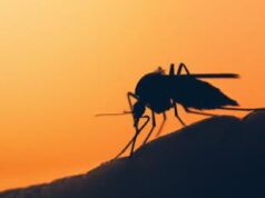 Dengue in Italia, nuova circolare: le misure