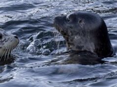 Aviaria, virus uccide le foche in Canada: studio allarma gli scienziati