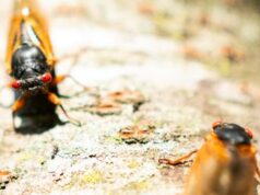 Grilli mormoni e cicale, invasione crea caos e disagi negli Usa – Video