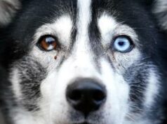 Prende a martellate il cane, condannata a 5 anni di carcere