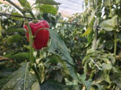 Innovazione, spaghi e clip in Mater-Bi contro il rifiuto plastico in agricoltura