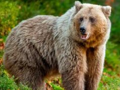 Trento, uccisa l’orsa KJ1: “Era esemplare pericoloso”