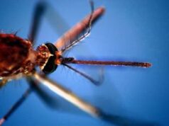 West Nile, primo morto in Veneto: è un 86enne. Zaia: “Rafforzare le misure”