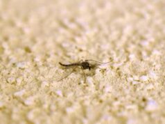 Febbre Oropouche, Oms alza livello allerta: “Evitare diventi minaccia”