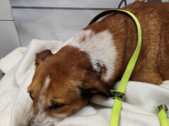 Caltanissetta, cane aggredito lotta tra la vita e la morte