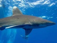 Australia, 17enne attaccata da uno squalo a 100 metri dalla riva: morta per le ferite