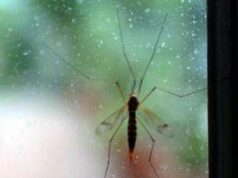 Chikungunya, Ecdc: “70 casi dopo viaggi alle Seychelles, per i turisti rischio alto”