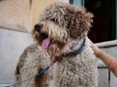 Bolzano, dal 2026 i cani potrebbero pagare una tassa annuale e una di soggiorno