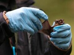 Coronavirus, pipistrelli e suini, lo studio sui rischi negli allevamenti del Nord Italia