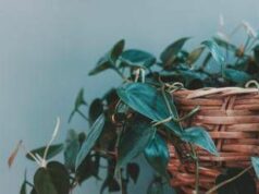 Mangia-umidità, anti-fumo o per respirare meglio, ecco le piante da tenere in casa