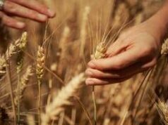 Mondelez, Mangiarotti: “Con Harmony supportiamo introduzione di tecniche di agricoltura rigenerativa”