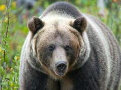 Paura in Canada, orso grizzly aggredisce scolaresca: un morto e 11 feriti