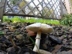 Si affidano al web per capire se i funghi sono commestibili, due donne intossicate