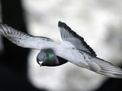 I piccioni nel bilancio delle città, migliaia di euro per pulire