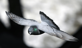 I piccioni nel bilancio delle città, migliaia di euro per pulire