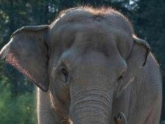 India, treno passeggeri travolge una mandria di elefanti: uccisi 8 esemplari