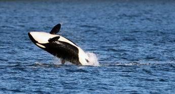 Le orche si alleano con i delfini? La nuova ‘strategia’ nella caccia ai salmoni