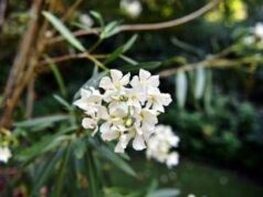 Oleandri, anche il fumo è killer: il caso di 76 bovini morti