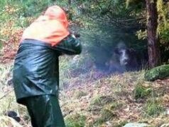 Partecipa a battuta di caccia al cinghiale ma l’animale lo carica alle spalle: cacciatore in ospedale