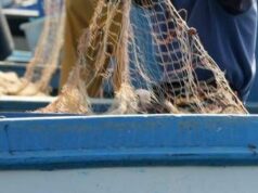 Salmonella nelle telline di Maccarese, stop temporaneo a raccolta e consumo