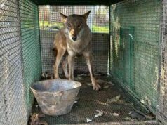 Traffico di droga a Foggia, trovato anche un lupo chiuso in gabbia -Video