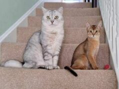 Cancro, la scoperta sui tumori dei gatti: lo studio e le nuove speranze