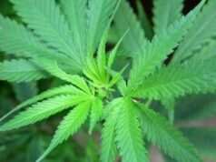 Cannabis, cannabidiolo nuovo alimento: ecco limite provvisorio per assunzione sicura