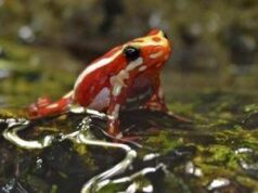 Epibatidina, tossina della rana freccia: cos’è il veleno che potrebbe aver ucciso Navalny