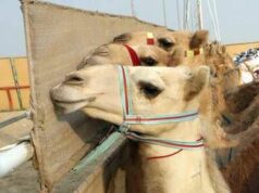 Ritocchini col botox, 20 cammelli squalificati dal concorso di bellezza