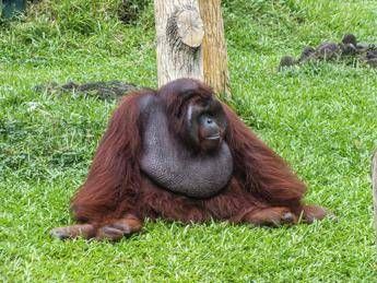 Scimpanzé e alcol, confermata l’ipotesi della ‘scimmia ubriaca’: tracce di etanolo nelle urine