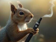 Scoiattoli ‘fumano’ sigarette elettroniche, scatta l’allarme degli esperti in Uk