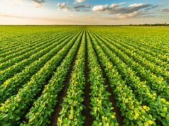 Ismea: “Ok ddl passo importante sui temi centrali come tracciabilità e trasparenza”