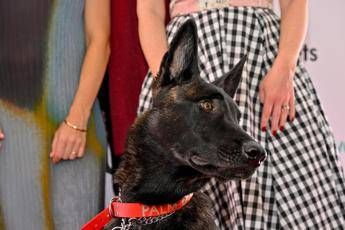 Cannes, il cane Yuri vince la Palm Dog: è la star del film ‘La Perra’