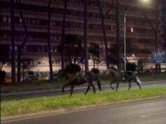 Cavalli in fuga a Roma, 4 vigili urbani fuori dalla parata del 2 giugno