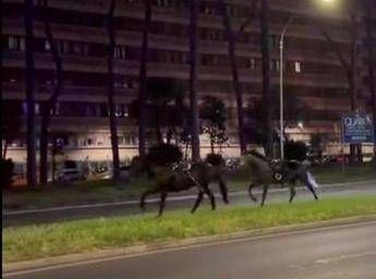 Cavalli in fuga a Roma, 4 vigili urbani fuori dalla parata del 2 giugno