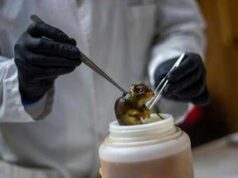 Hantavirus, topi come serbatoio: dobbiamo temere i ratti in città?