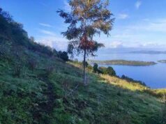 Mundys, Neya lancia in Cile nuovo progetto riforestazione di 170 ettari