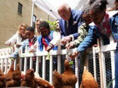 Reali e pollai, Carlo e Meghan: “I know my chickens”