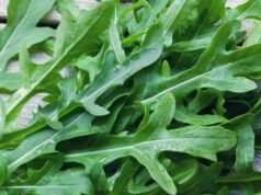 Dalla rucola un aiuto contro obesità e glicemia alta, lo studio