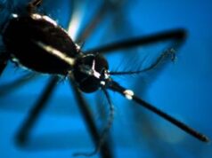 Caldo record, allarme Ecdc: “Ondate intense e prolungate aumentano rischio infezioni”