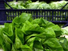 Epidemia di ciclosporiasi negli Usa, “infezioni causate da lattuga servita da Taco Bell”