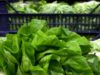 Giallo sull’epidemia di ciclosporiasi negli Usa, Fda: “Test su lattuga falso positivo”