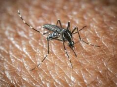 L’Oms lancia l’allarme, il virus West Nile cresce in Europa, 21 casi in Italia