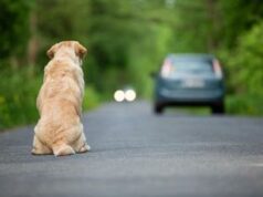 Ogni anno 130mila animali abbandonati, al via campagna Miav-Mutua Italiana Assistenza Veterinaria