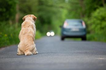 Ogni anno 130mila animali abbandonati, al via campagna Miav-Mutua Italiana Assistenza Veterinaria