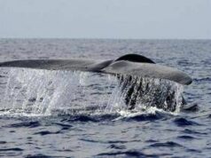 Balena di 200 anni in Groenlandia: “È nata prima della guerra civile americana”