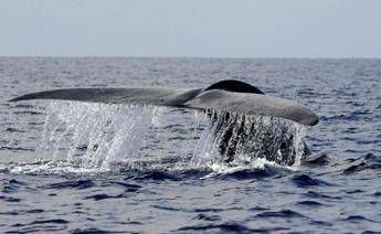 Balena di 200 anni in Groenlandia: “È nata prima della guerra civile americana”